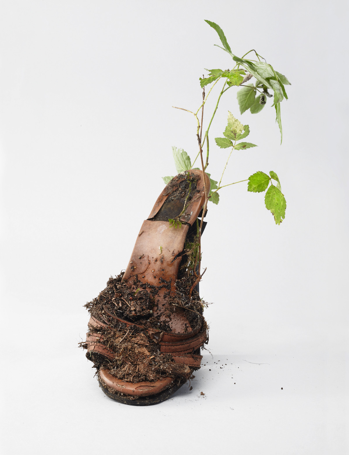 Diana Lelonek, from the series Center for living things, copyright Diana Lelonek